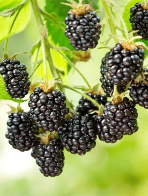 Cascade Blackberry